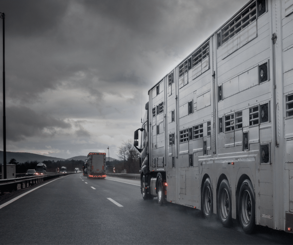 Transport af landbrugsdyr